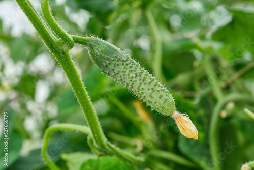 Young fresh cucumber growing on the garden. The cultivation of cucumbers in greenhouses. Green young cucumbers with yellow flower. Shallow depth of field