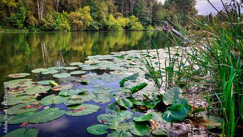 pond with flowers