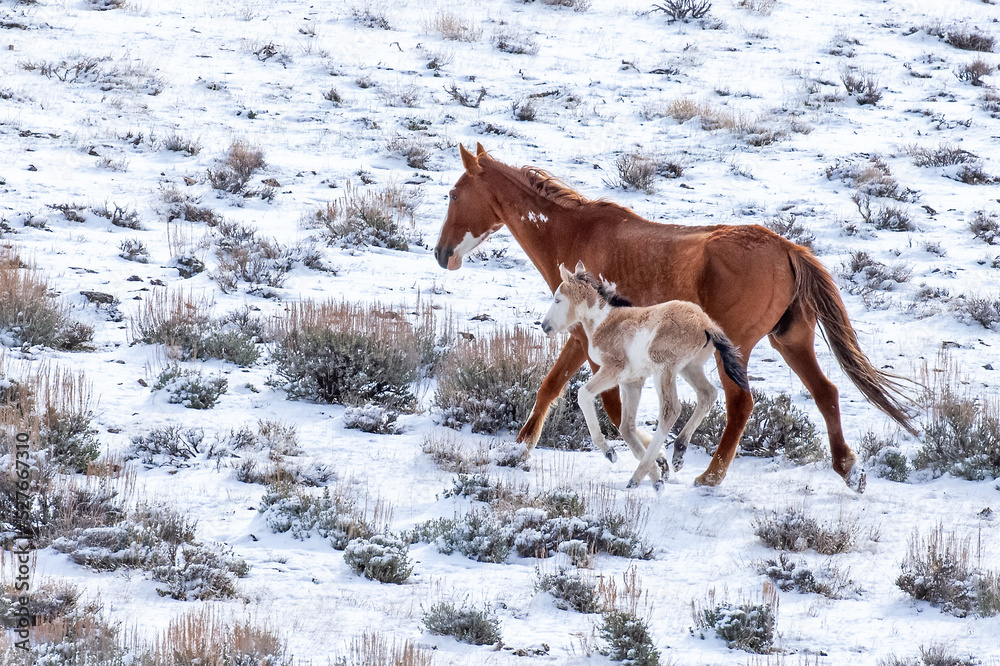 Mustang Mare with Foal in Snow Mustang Mare with Foal in Snow