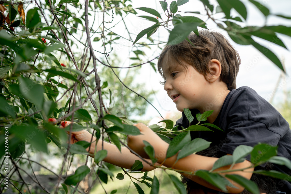 A boy in the garden picks a berry. He sits on Dad's shoulders and tries to reach for a cherry tree that grows high on a tree.