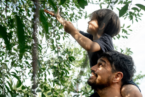 A boy in the garden picks a berry. He sits on Dad's shoulders and tries to reach for a cherry tree that grows high on a tree.