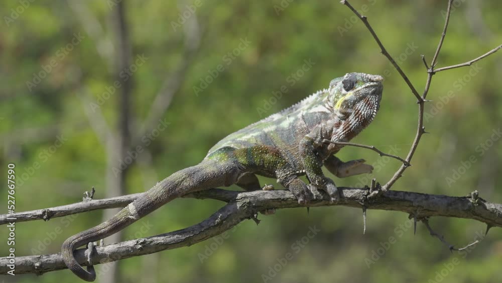 Chameleon sits on a tree branch and looks around. Panther chameleon (Furcifer pardalis). Chameleon sits on a tree branch and looks around. Panther chameleon (Furcifer pardalis).