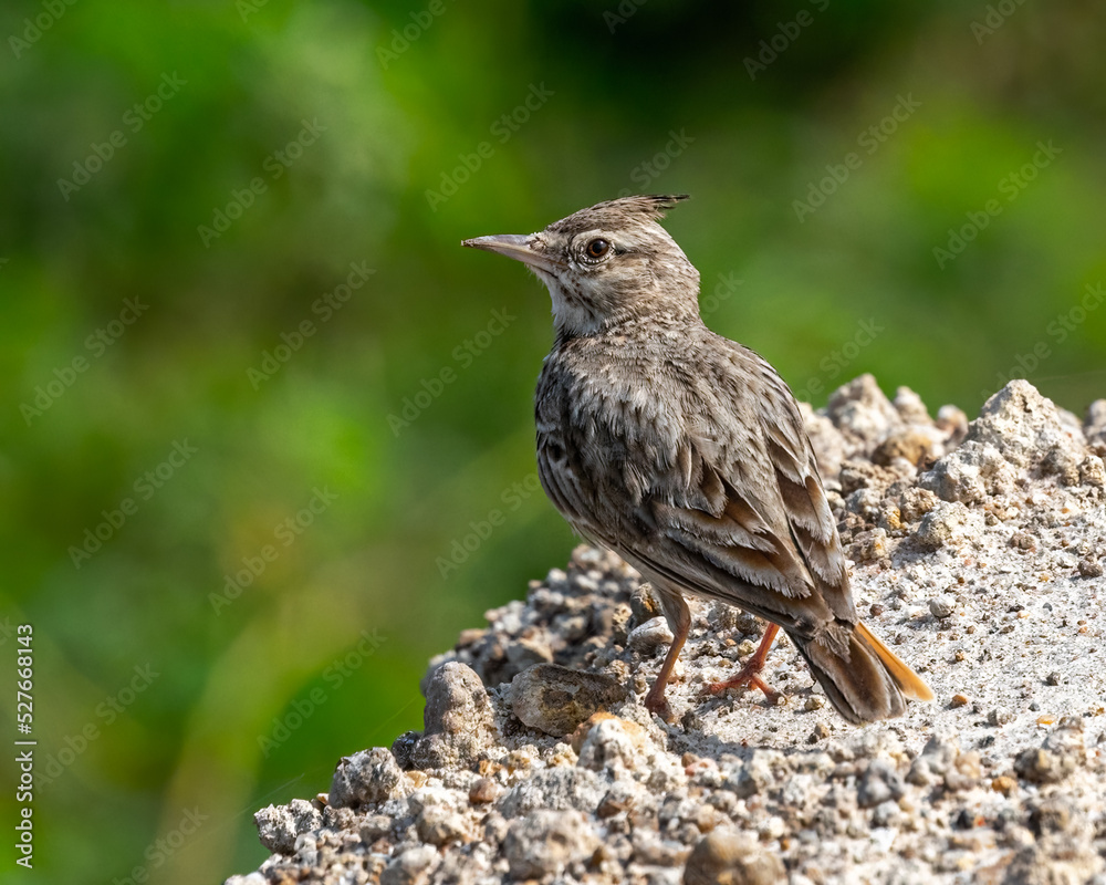Naklejka premium A Crested Lark sitting on edge
