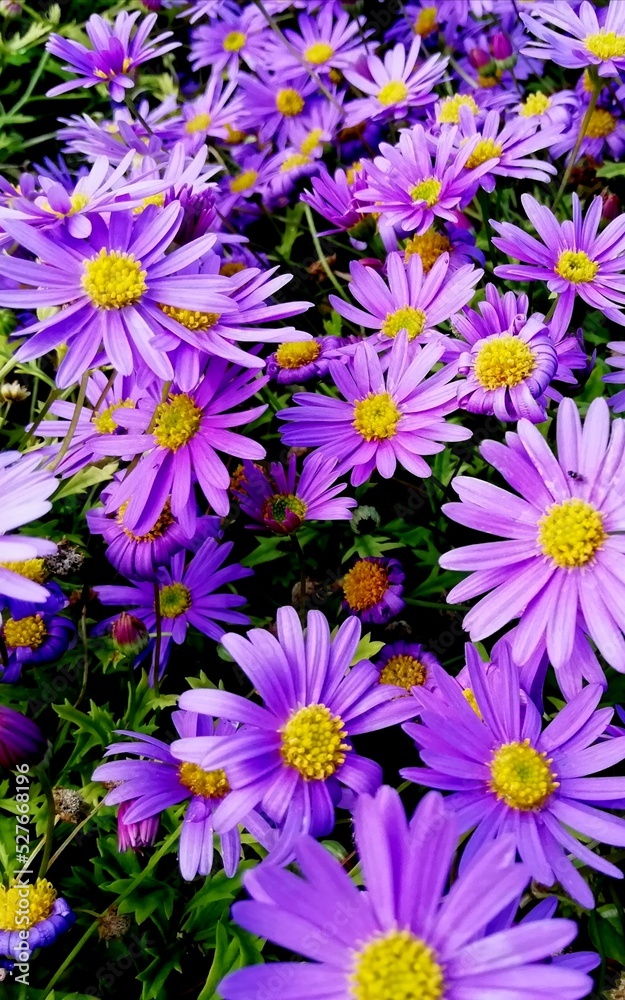 Fototapeta premium flowers background