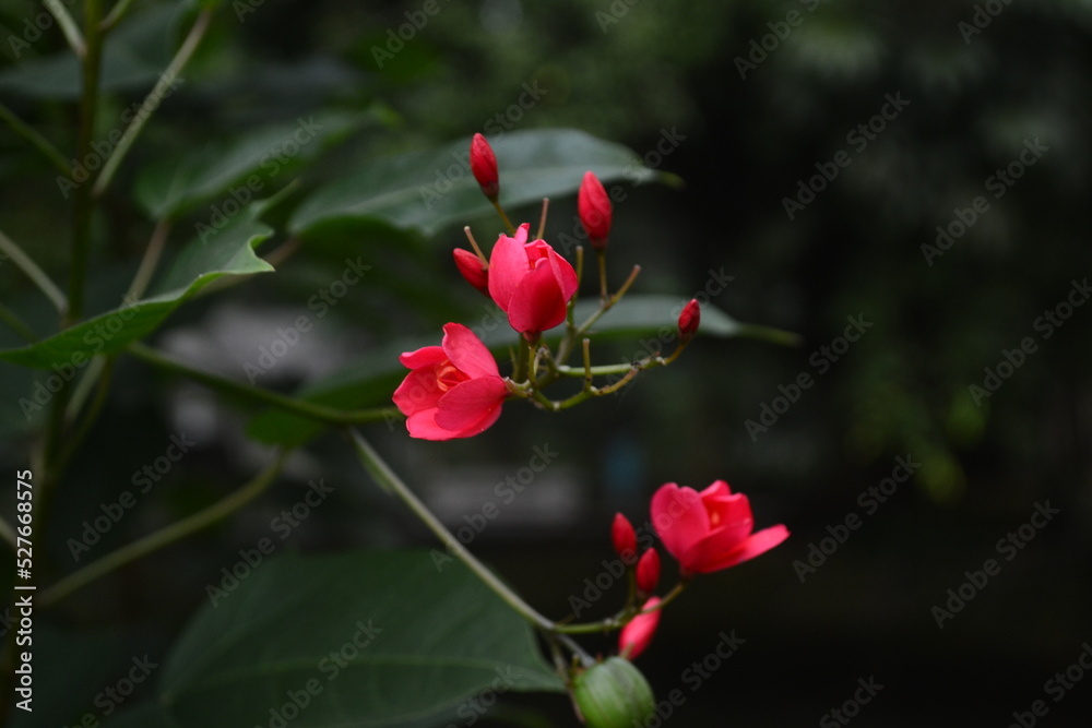red and white flower red and white flower
