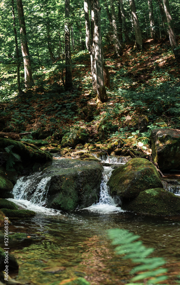 stream in the forest stream in the forest