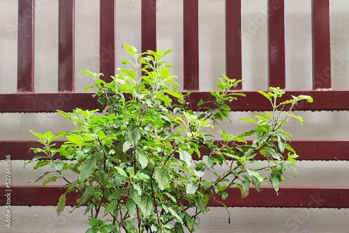 Indian ayurvedic herb wet aromatic green holy basil, tulsi, tulasi or krishna thulasi medicinal plant branch with thick leaves after rain. Isolated on wall background. Beautiful close up side view. photo