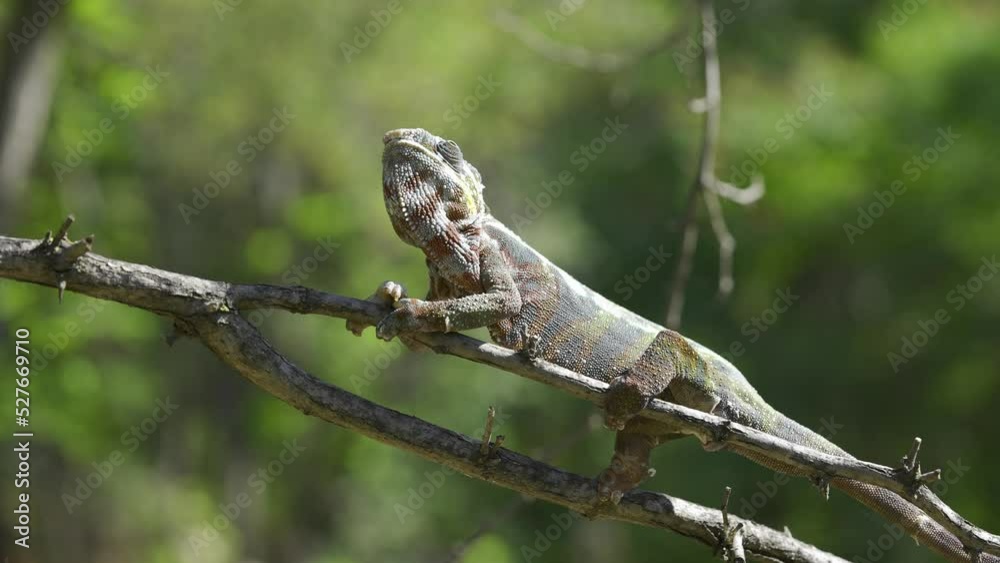 Chameleon sits on a tree branch and looks around. Panther chameleon (Furcifer pardalis). Chameleon sits on a tree branch and looks around. Panther chameleon (Furcifer pardalis).