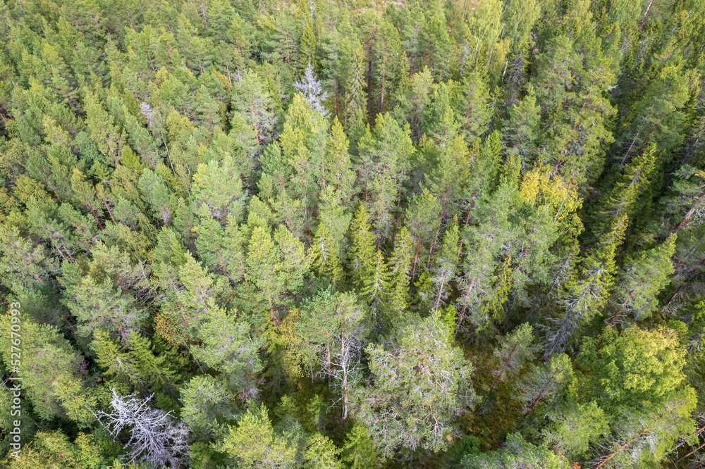 Bird's eye view of a forest in summer. Green tree tops