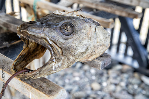 Kopf vom Kabeljau - Dorsch mit scharfen zähnen - Stockfisch photo