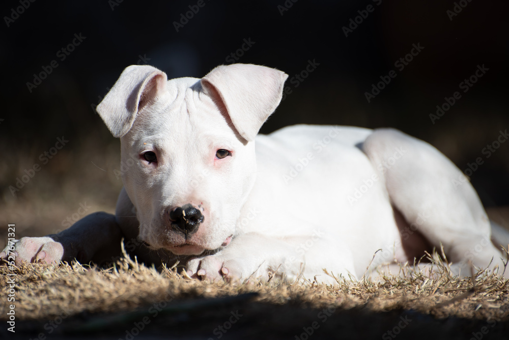 jack russell terrier puppy