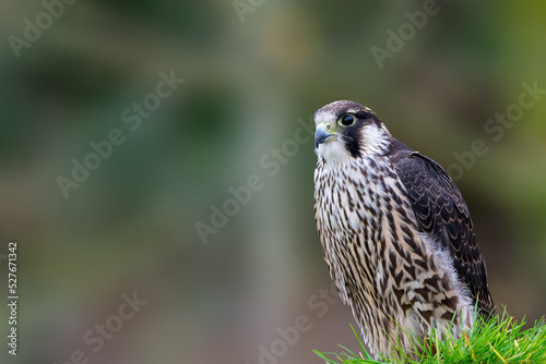 Peregrine Flacon, Falco Peregrinus, Perched on a fence post