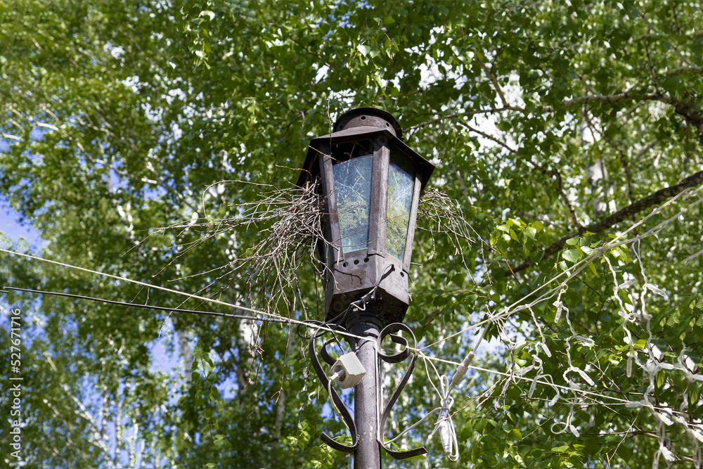 Bird nest in an old street lantern against the background of green trees.