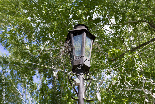 Bird nest in an old street lantern against the background of green trees.