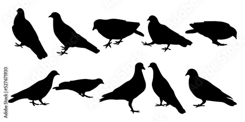 Doves pigeons standing, different pack of bird silhouettes, isolated vector