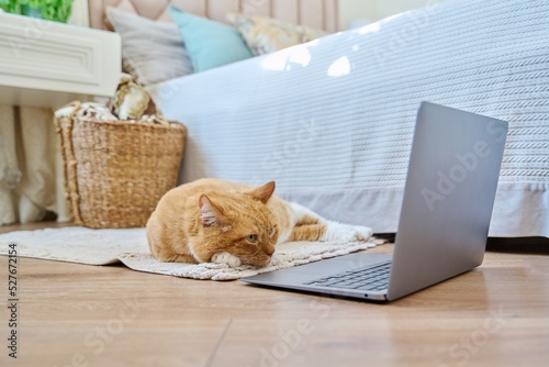 Pet ginger cat lying at home on floor with laptop Fototapet