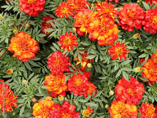 Top view colorful marigold flowers as floriculture collection