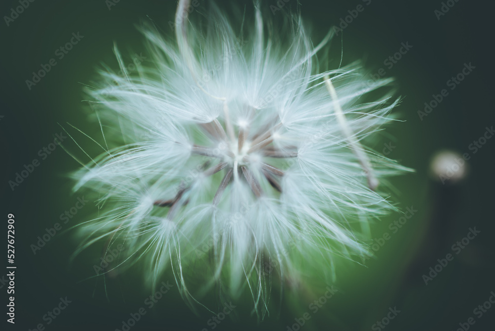 Obraz premium dandelion seed head