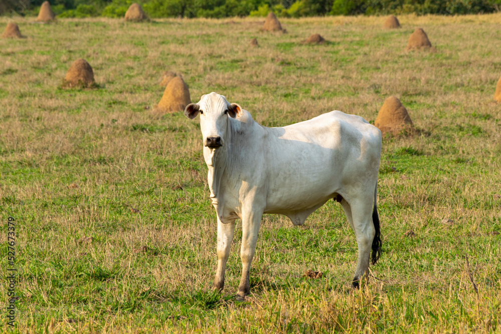 white nelore cattle in the pasture white nelore cattle in the pasture