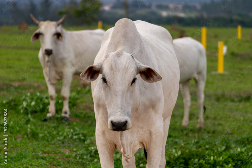 Nelore cattle in the pasture. cows and calf nelore. beef cattle