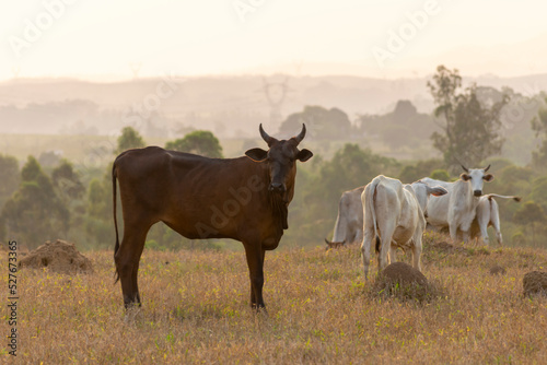 Fototapeta Naklejka Na Ścianę i Meble -  brown nelore cattle in the pasture