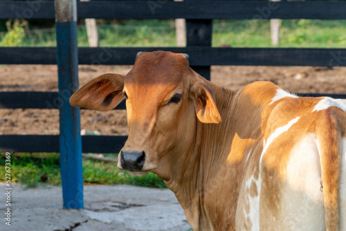 brown nelore calf in the corral © Leonidas