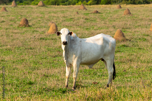 white nelore cattle in the pasture