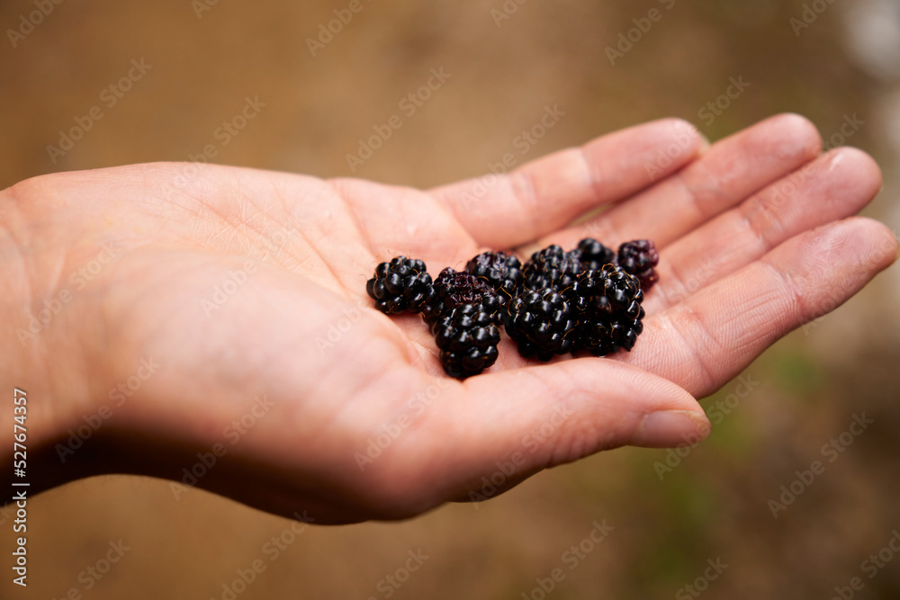 Blackberry in the the hand. Close up view. Isolated on green background. Concept of healthy food. Blackberry in the the hand. Close up view. Isolated on green background. Concept of healthy food.