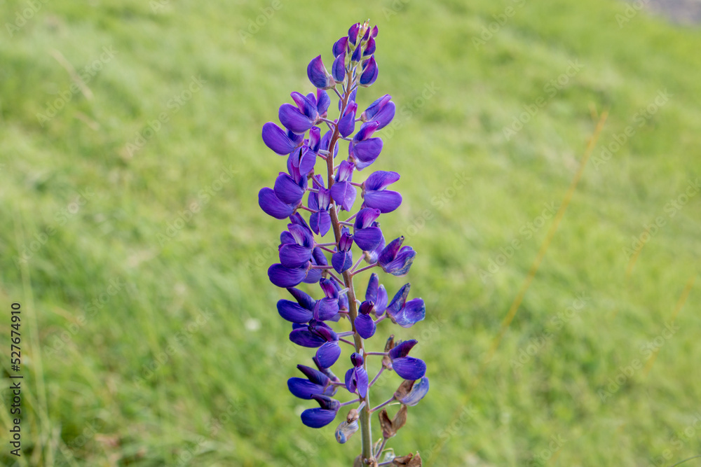 garden lupin also largeleaved lupin (in german Vielblättrige Lupine