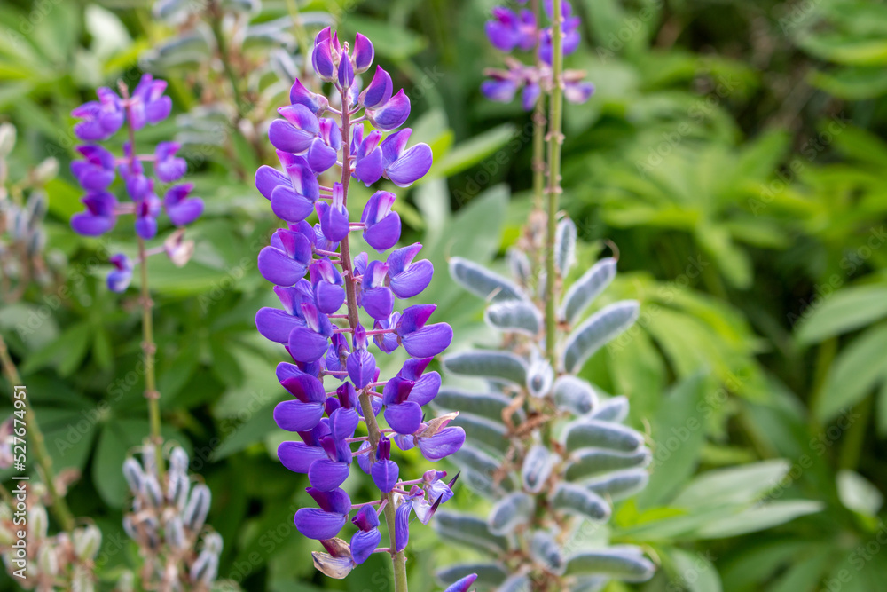 garden lupin also large-leaved lupin (in german Vielblättrige Lupine also Stauden-Lupine) Lupinus polyphyllus garden lupin also large-leaved lupin (in german Vielblättrige Lupine also Stauden-Lupine) Lupinus polyphyllus