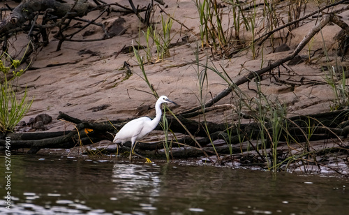 great blue heron