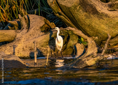 heron