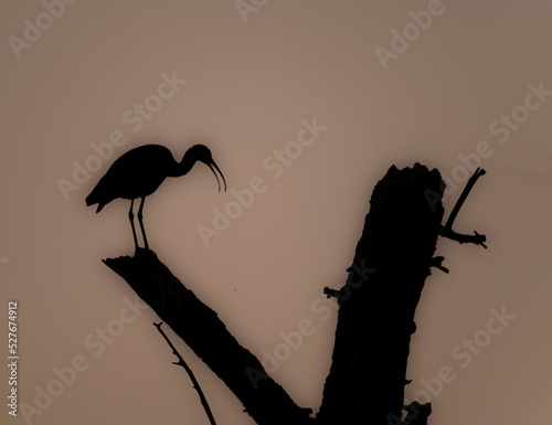silhouette of a bird