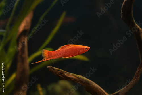 Red swordtail in fish tank. Xiphophorus is one of the most popular freshwater aquarium fish species.
