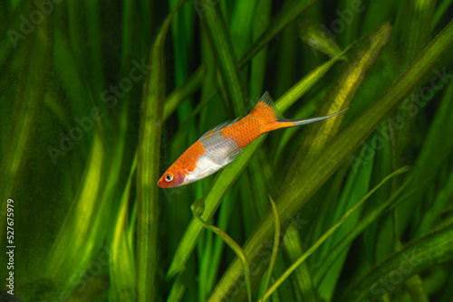 Red swordtail in fish tank. Xiphophorus is one of the most popular freshwater aquarium fish species.