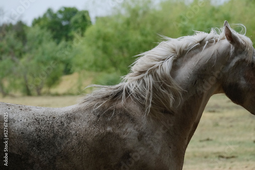 Young white horse muddy after rain with mane hair in motion closeup.