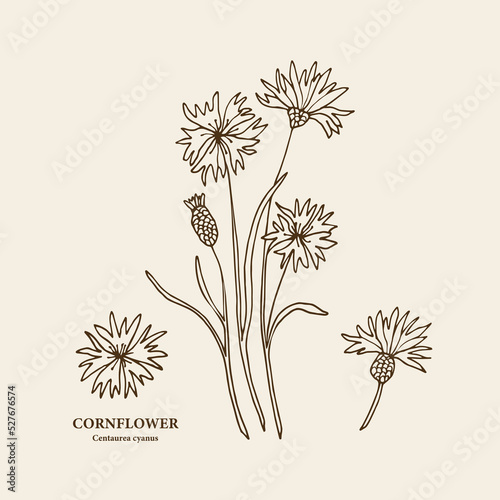 Hand drawn cornflower branch illustration