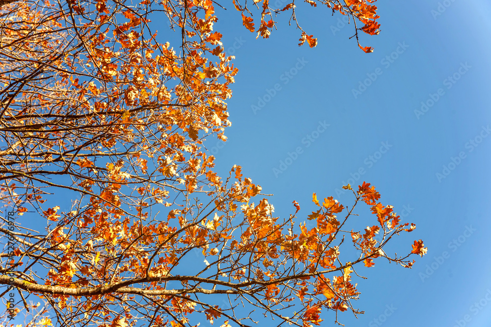 Natural autumn fall view of trees with yellow orange leaf in garden forest or park. Oak leaves during autumn season. Inspirational nature in october or september. Change of seasons concept Natural autumn fall view of trees with yellow orange leaf in garden forest or park. Oak leaves during autumn season. Inspirational nature in october or september. Change of seasons concept