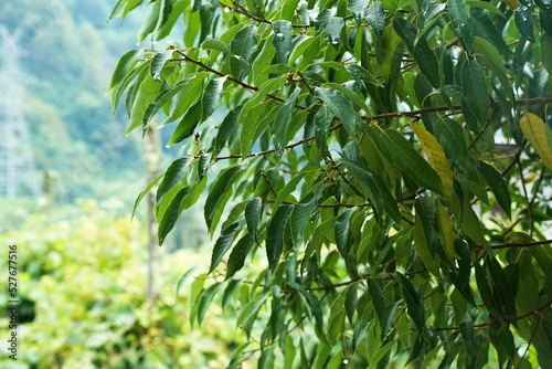 Close up photography of the foliage of a peach tree