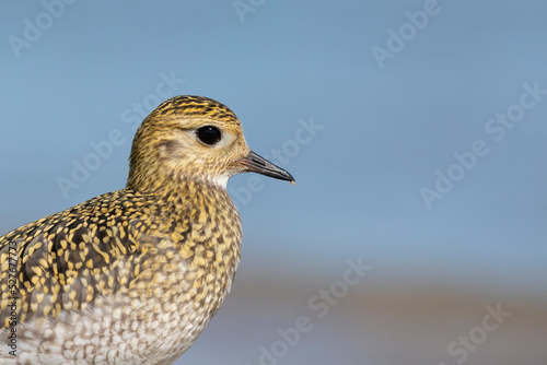 The European golden plover (Pluvialis apricaria), winter plumage, Italy. 