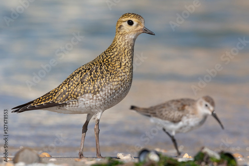 Fotografia The European golden plover (Pluvialis apricaria), winter plumage, Italy