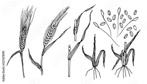 Barley plant. Set of barley grain, grits, leaf, seeds, roots on white background. Hand drawn vector illustration 
