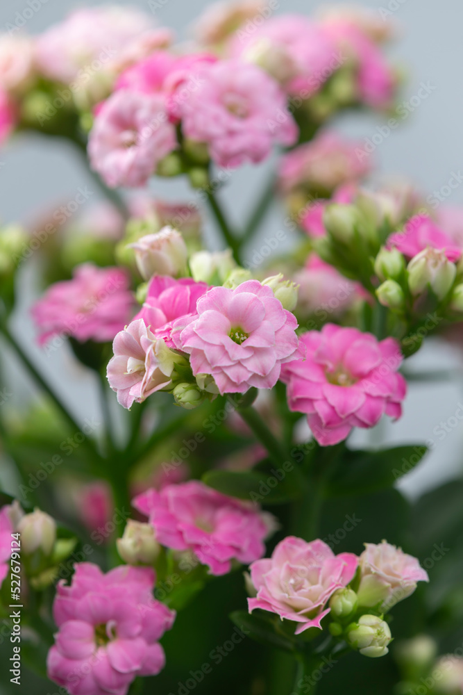 close up of pink kalanchoe