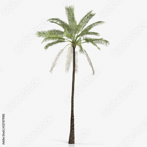 3d rendering of a palm tree