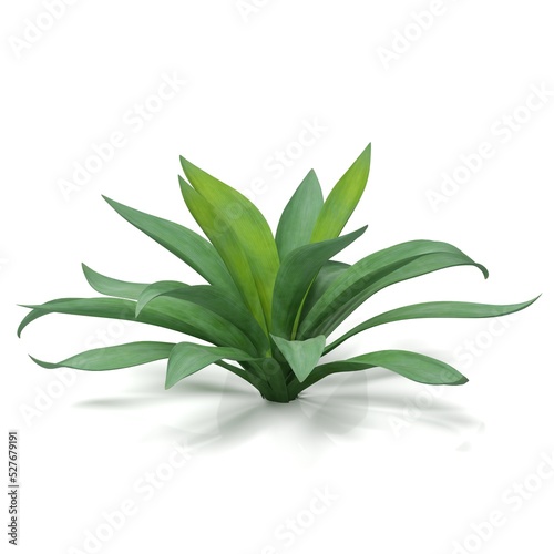 3d rendering of a agave plant