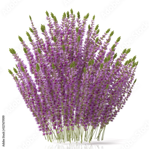 lavender flowers isolated on white background