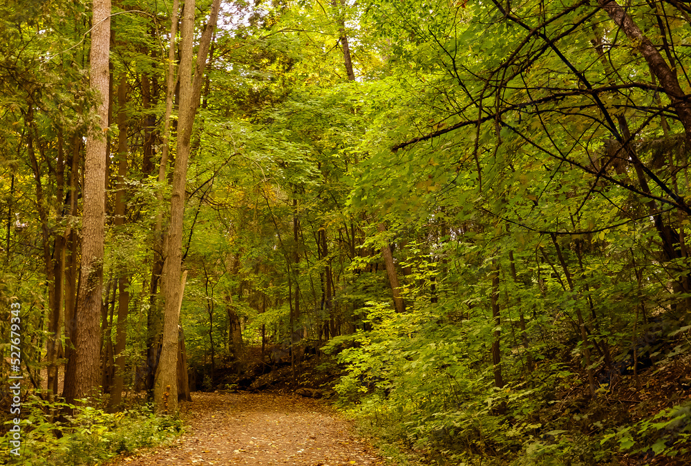 Path in the forest in autumn