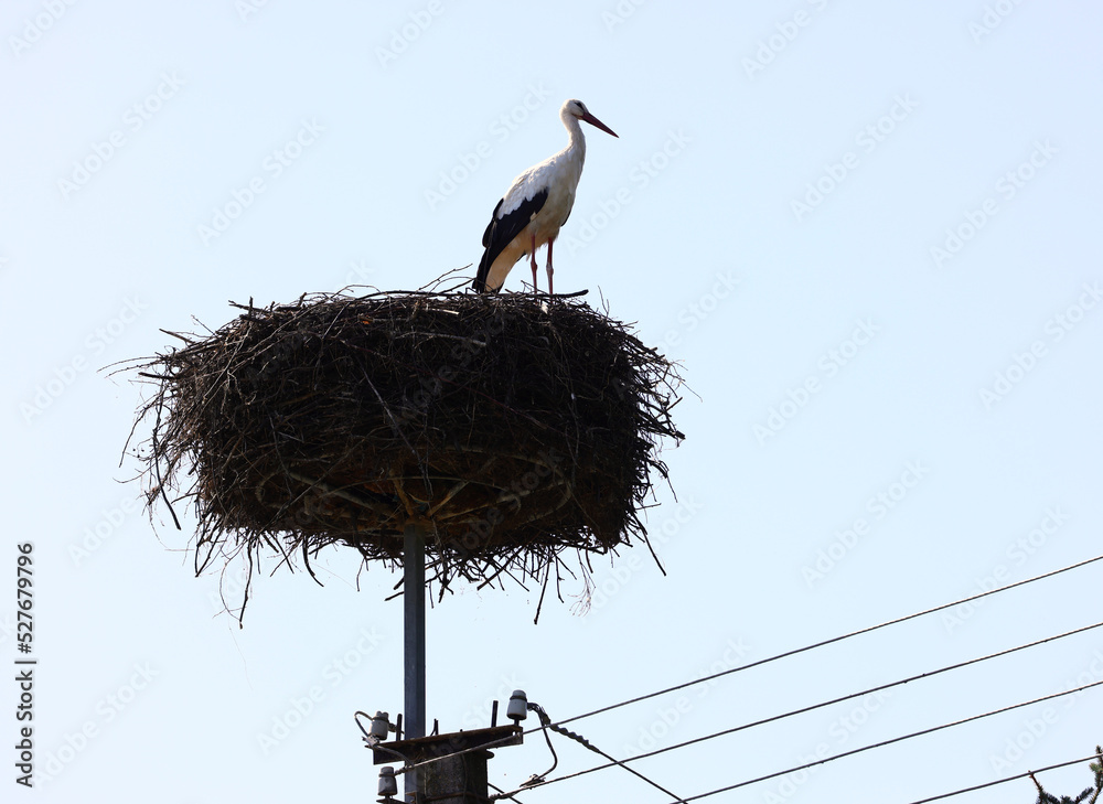 Fototapeta premium Stork nest on the pole.