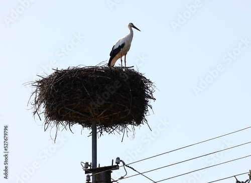 Stork nest on the pole.
