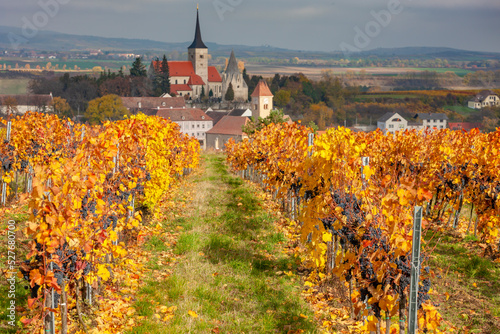 Vineyard in autumn near Pulkau, Lower Austria, Austria photo